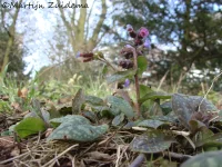 Gevlekt longkruid [Pulmonaria officinalis]
